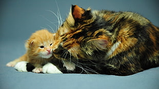 black tabby cat with orange tabby kitten HD wallpaper