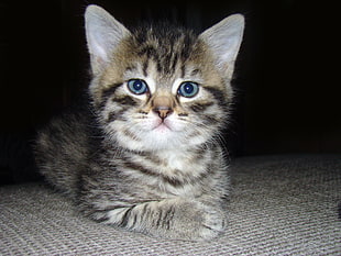 gray Tabby kitten photo