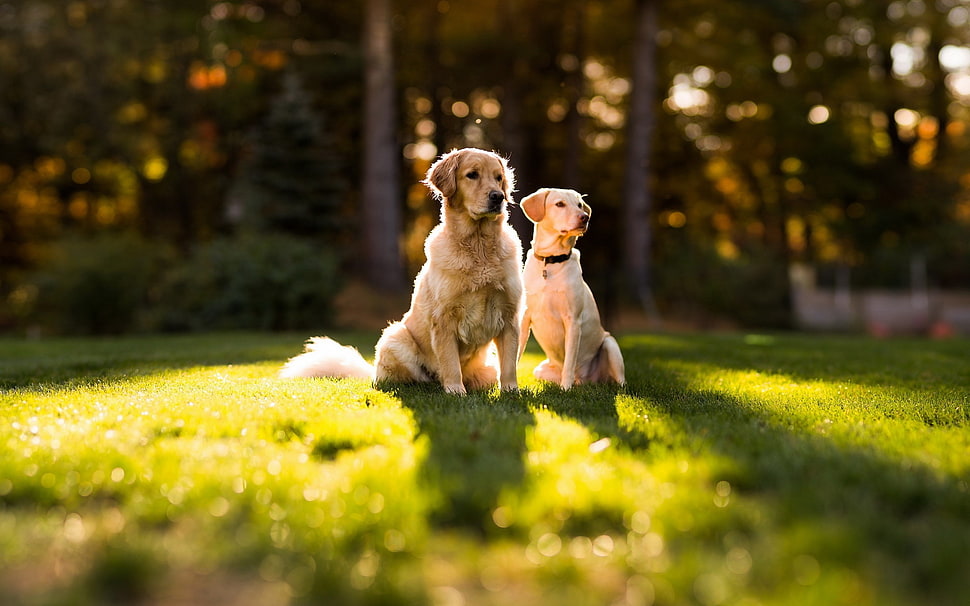 two white dogs seating on grass HD wallpaper
