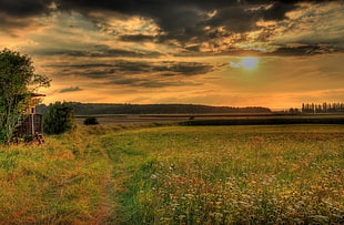 flower field near the woods during sunset