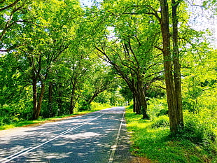 gray pavement, Sri Lanka, nature, road, trees