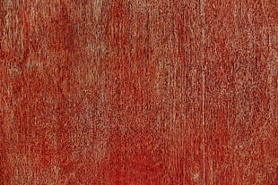 red and white area rug HD wallpaper