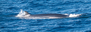 black fish on body of water during daytime, whale