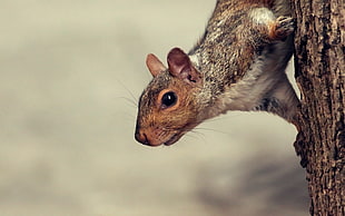 brown squirrel on tree HD wallpaper