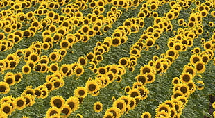 sunflower farm field HD wallpaper