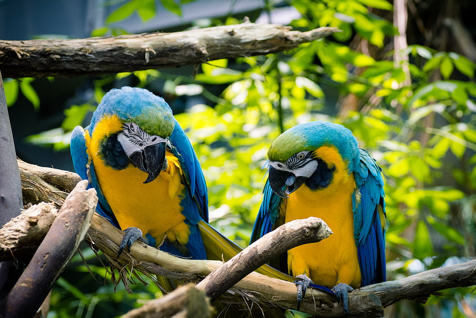 two blue-and-yellow Macaws on branch HD wallpaper