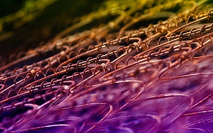 multicolored spring
