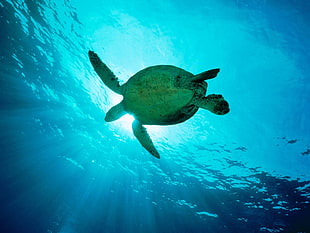 green turtle under blue ocean during daytime