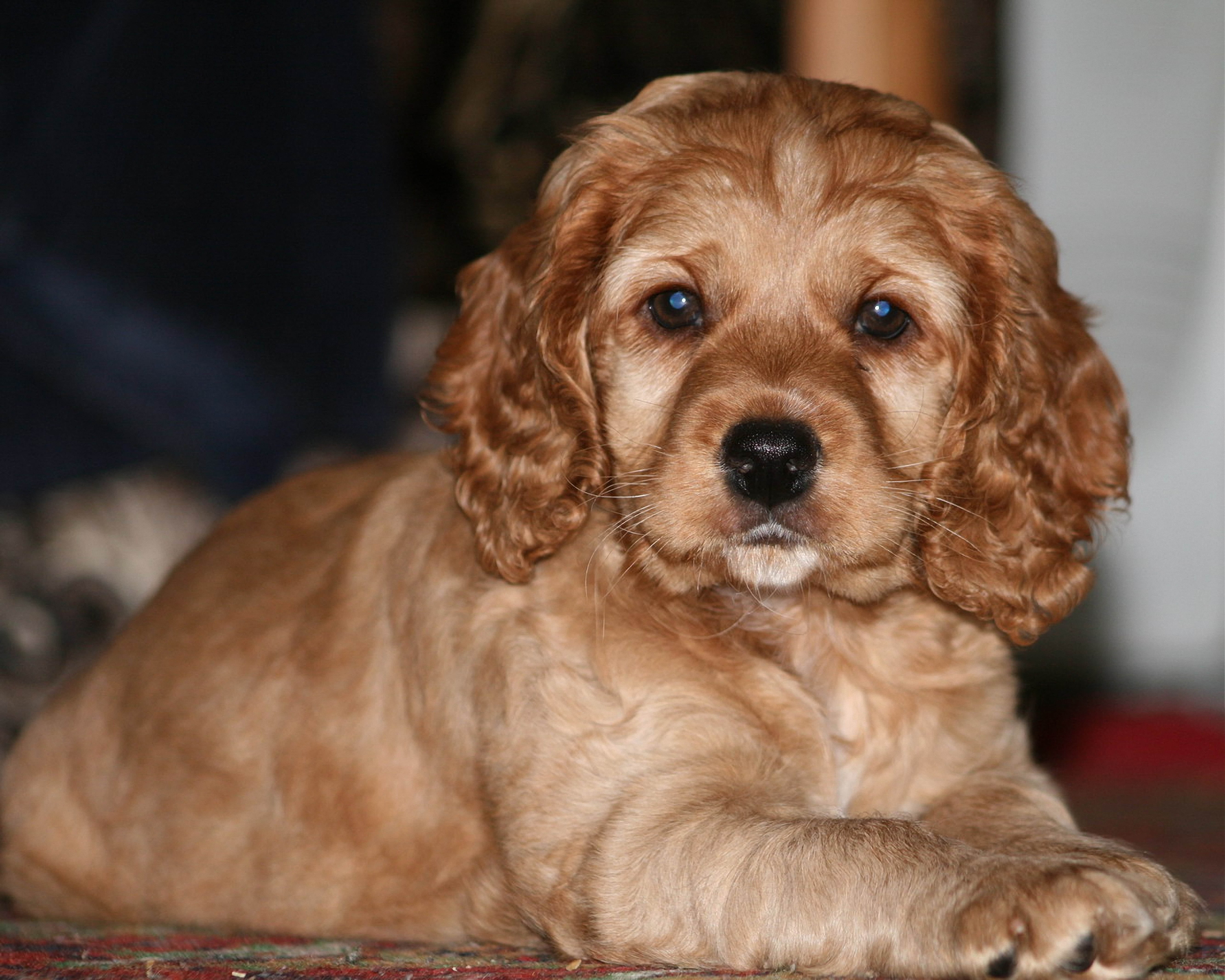 focus photography of tan American Cocker Spaniel puppy