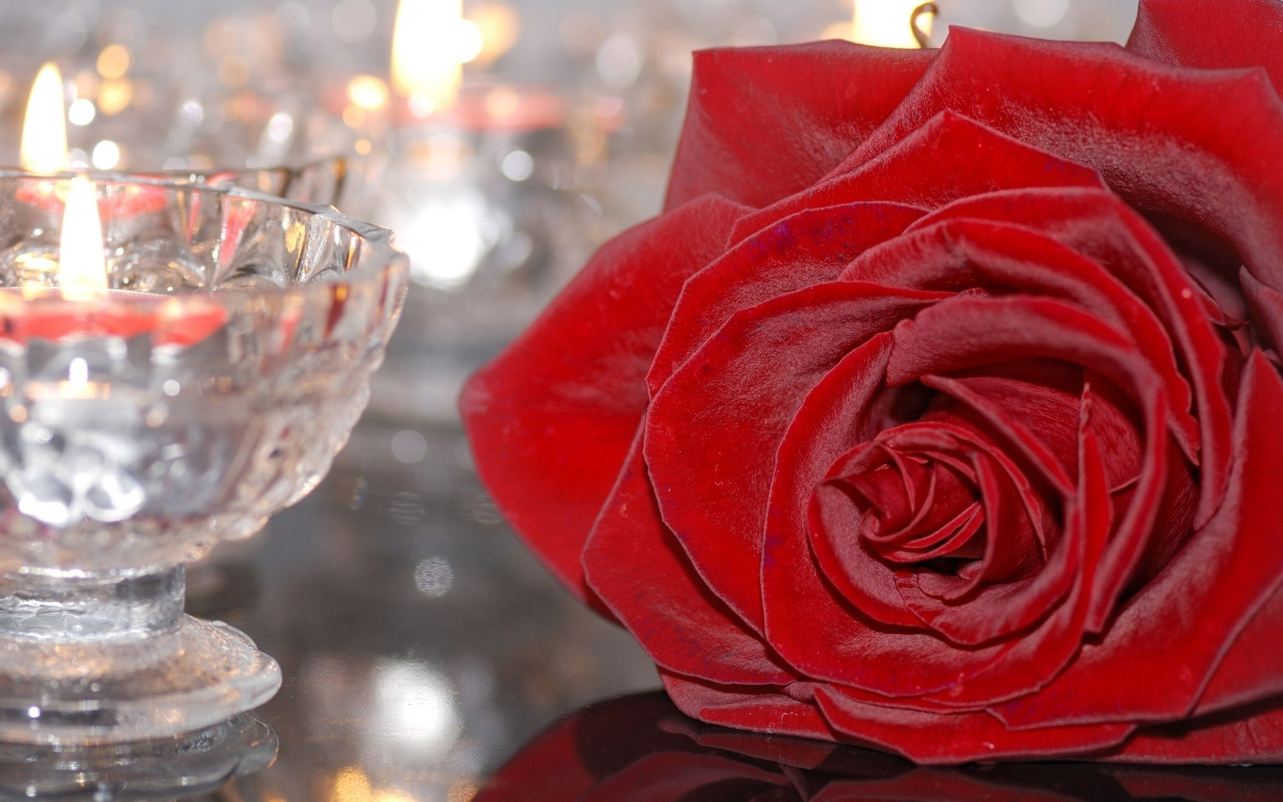 Online crop | shallow focus photography of red rose HD wallpaper ...