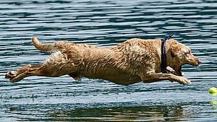 dog jumping on water, animals, dog HD wallpaper