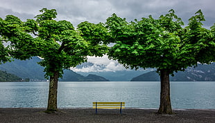 brown and black bench, bench, trees