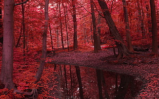 tall trees, landscape, red, fall, forest HD wallpaper
