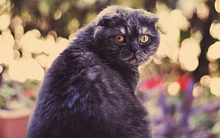 black short-coated cat HD wallpaper