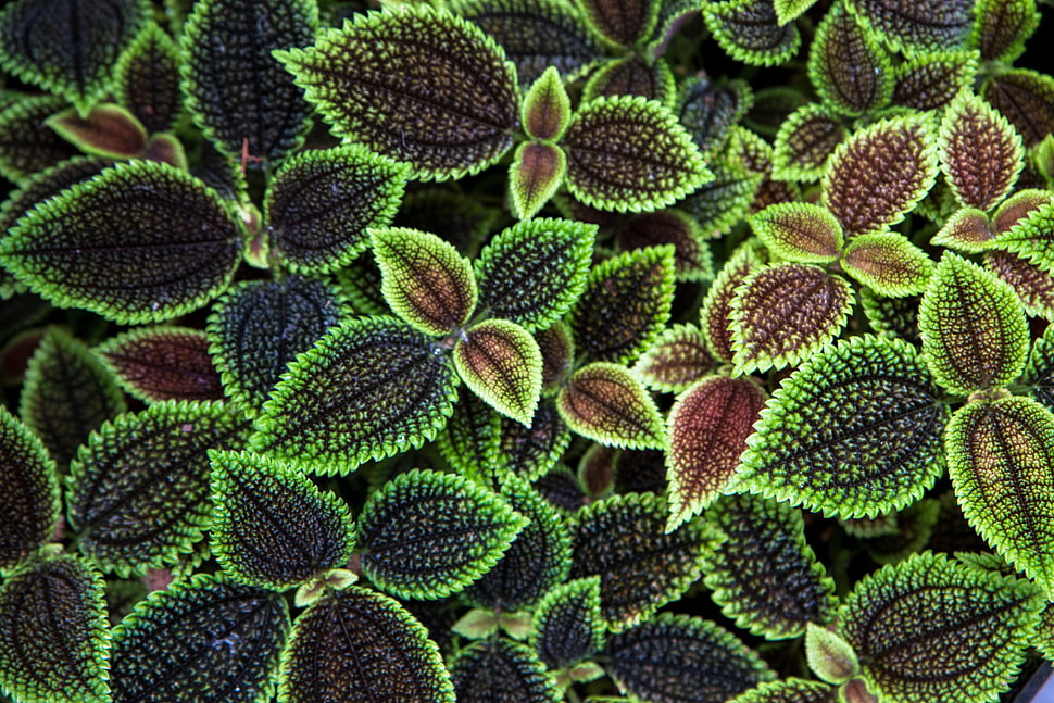 green, red and black leafed plant HD wallpaper