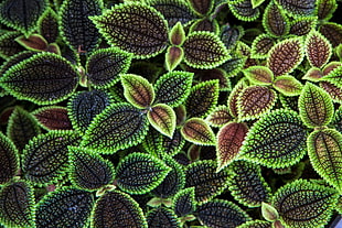 green, red and black leafed plant
