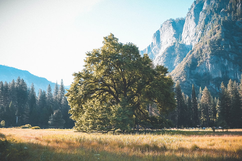green leaf tree, Tree, Grass, Mountains HD wallpaper