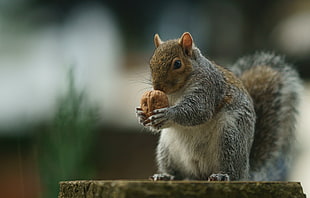 selective focus photography of squirrel holding walnut