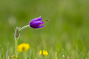 bee in front of a purple flower