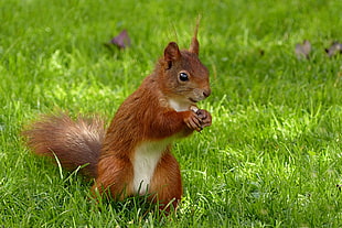 brown and beige squirrel standing on grass