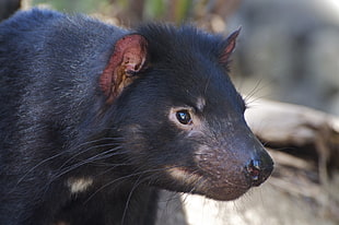 black tasmania devil