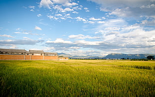 photo of green crop field near mountain during day time