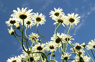 low angle photo of white Daisy flowers during daytime