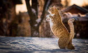 selective focus photography of orange tabby cat on snow HD wallpaper