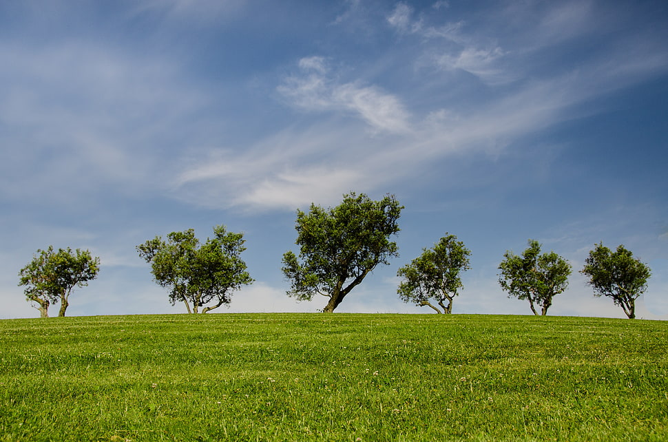 six green leaf tree under blue sky during daytime HD wallpaper