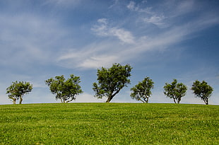 six green leaf tree under blue sky during daytime
