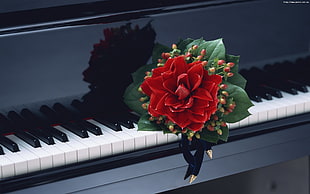 red Dahlia flower near piano