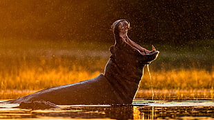 black hippopotamus, hippos, sunlight, water drops, bokeh