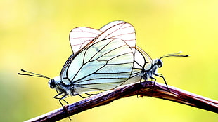 two white butterflies, animals, butterfly