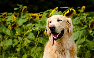 golden retriever showing tongue stands near sunflowers at daytime