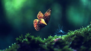 black and yellow butterlfy, animals, insect, butterfly HD wallpaper