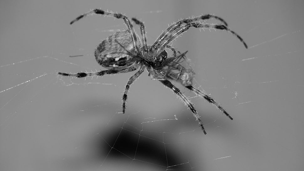 closeup photography of gray and black spider HD wallpaper