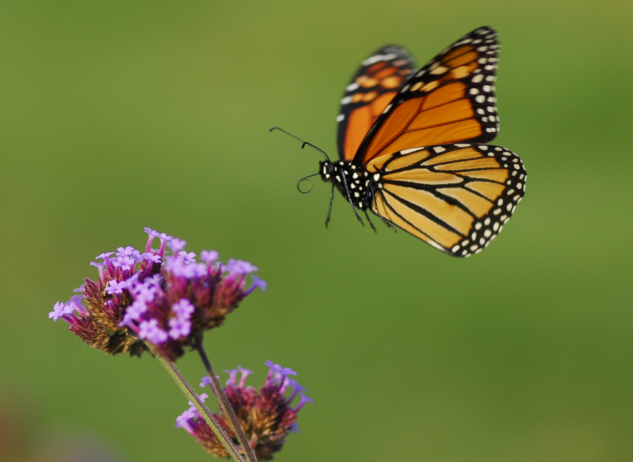 yellow winged butterfly macro shot shallow focus