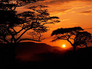 tree silhouette, sunset, Africa