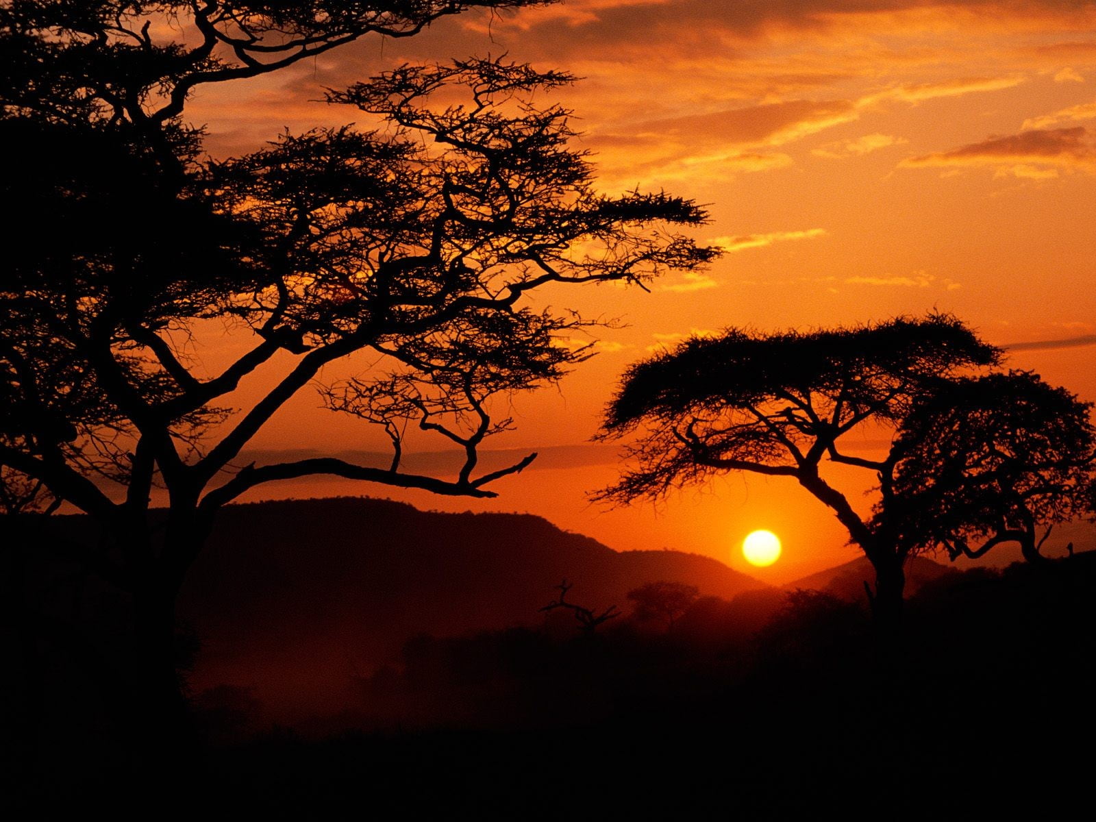 1920x1080 resolution | tree silhouette, sunset, Africa HD wallpaper ...