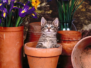 selective focus photo of brown Tabby kitten in pot