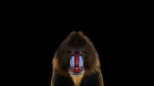 mandril monkey, photography, mammals, monkey, simple background
