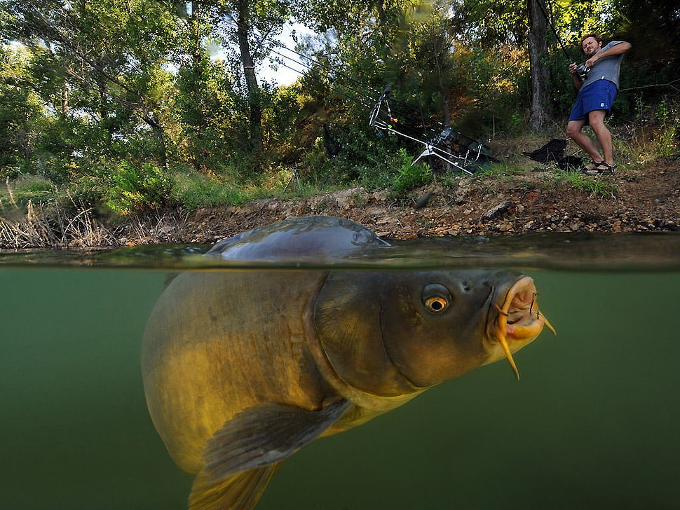 gray bass fish, fish, carp, split view, lake HD wallpaper