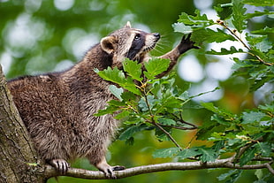 focus photo of brown raccoon on tree