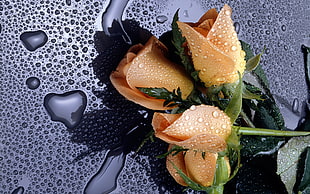 orange Roses on black surface with water droplets