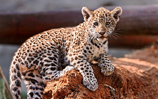 leopard cub on top driftwood
