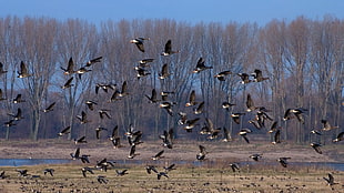 flock of Tern