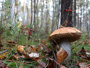 brown and white mushroom, forest, mushroom