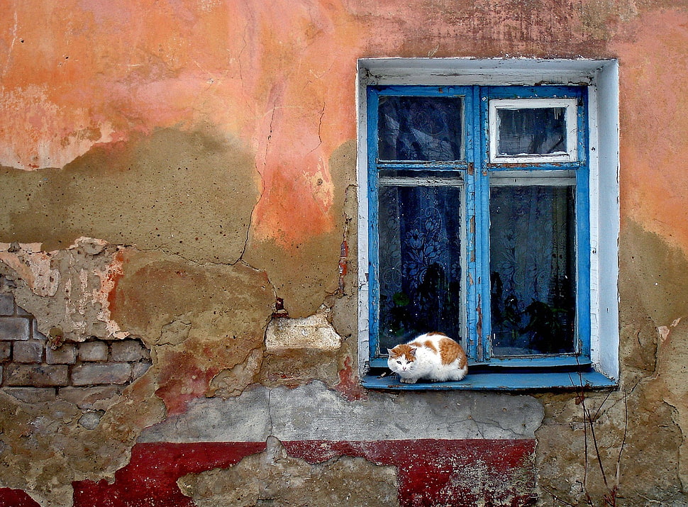 orange and white Tabby cat on black wooden window HD wallpaper