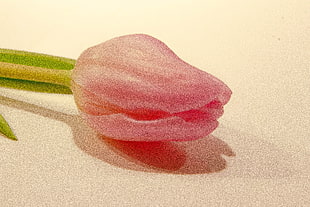 pink tulips HD wallpaper