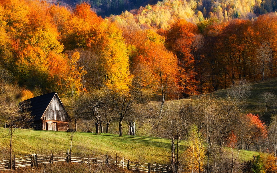 gray painted house, fall, barns, nature, forest HD wallpaper
